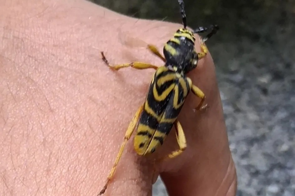 Live sugar maple borer walking across the back of a person's hand, showing its size next to a finger and its bold black and yellow bands
