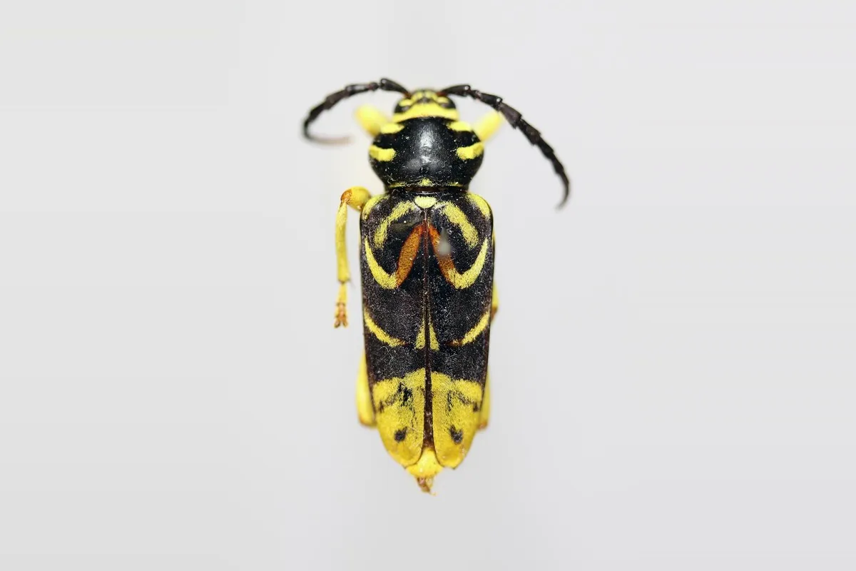 Sugar maple borer with its long black antennae spread, showing the curved yellow bands on the wing covers and yellow legs