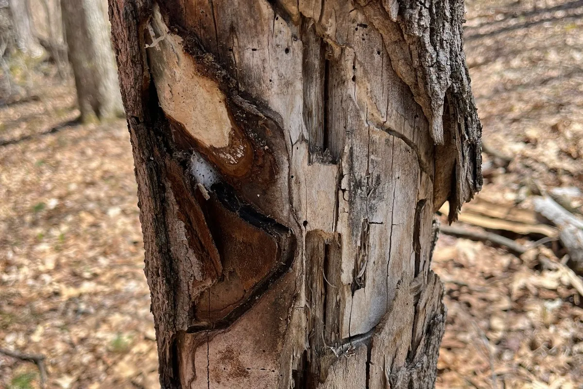 Sugar maple trunk where the bark has peeled away, exposing curved larval galleries carved into the wood by sugar maple borer grubs