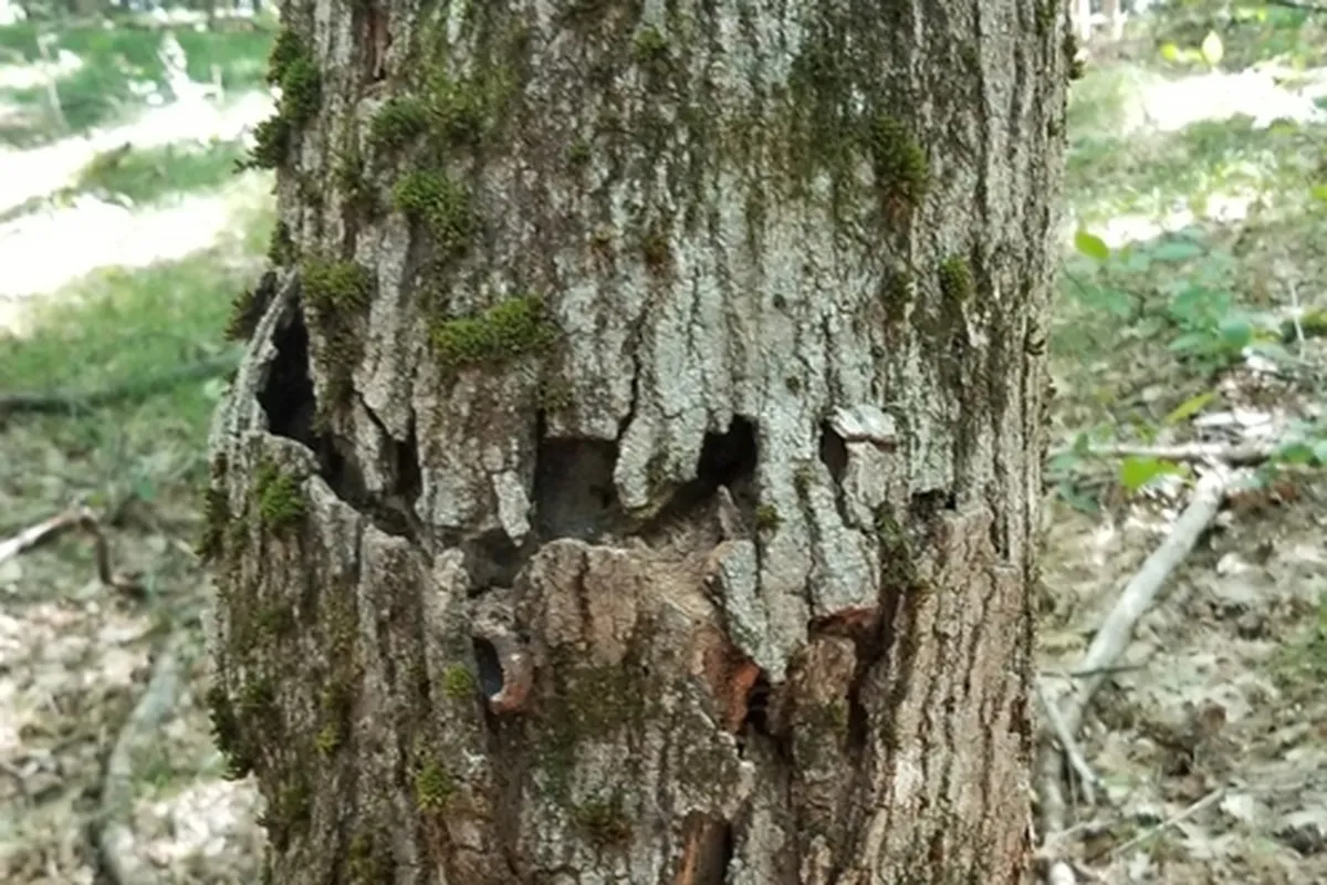 Old sugar maple borer scar on a maple trunk, a sideways gash in the bark where a grub tunneled around part of the tree