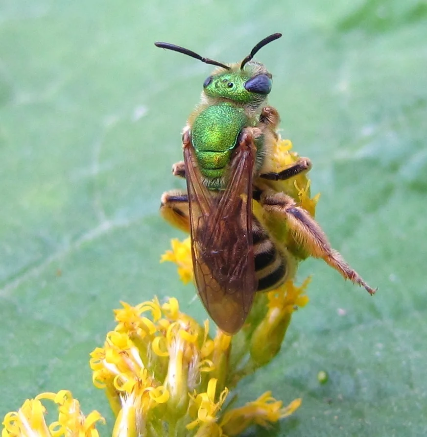 Small metallic sweat bee resting on a plant