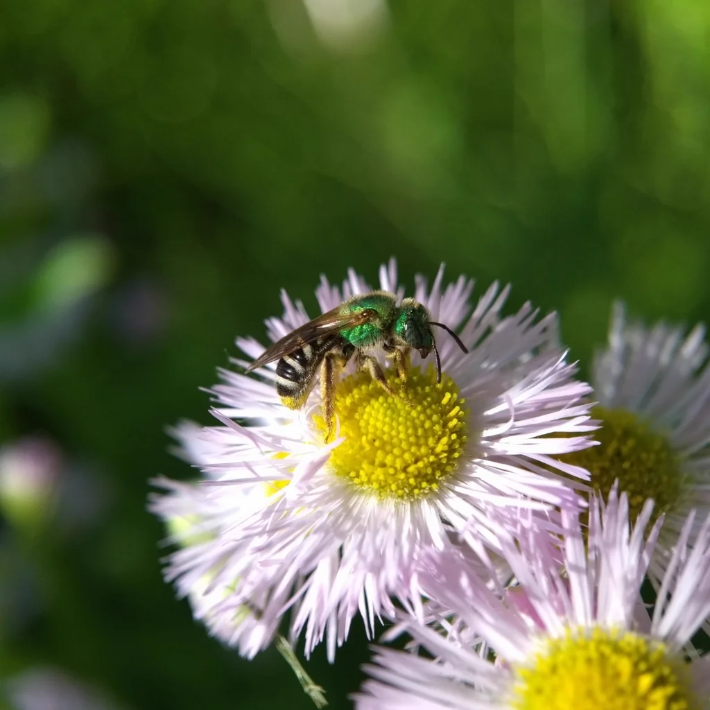 Sweat bee collecting pollen from a daisy flower
