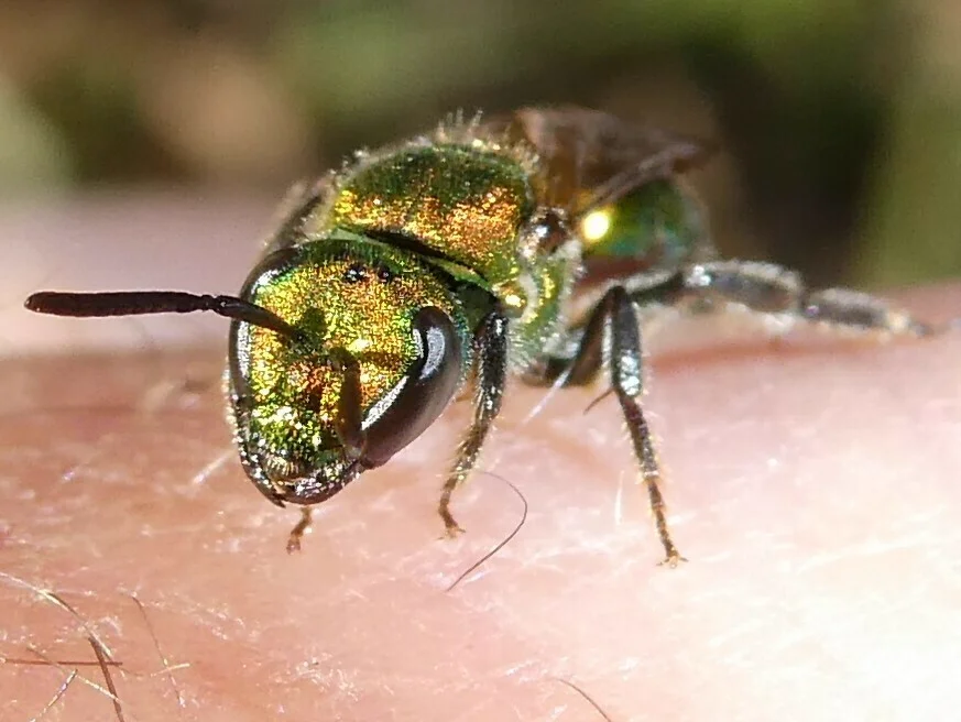 Metallic green sweat bee landing on human skin to drink sweat