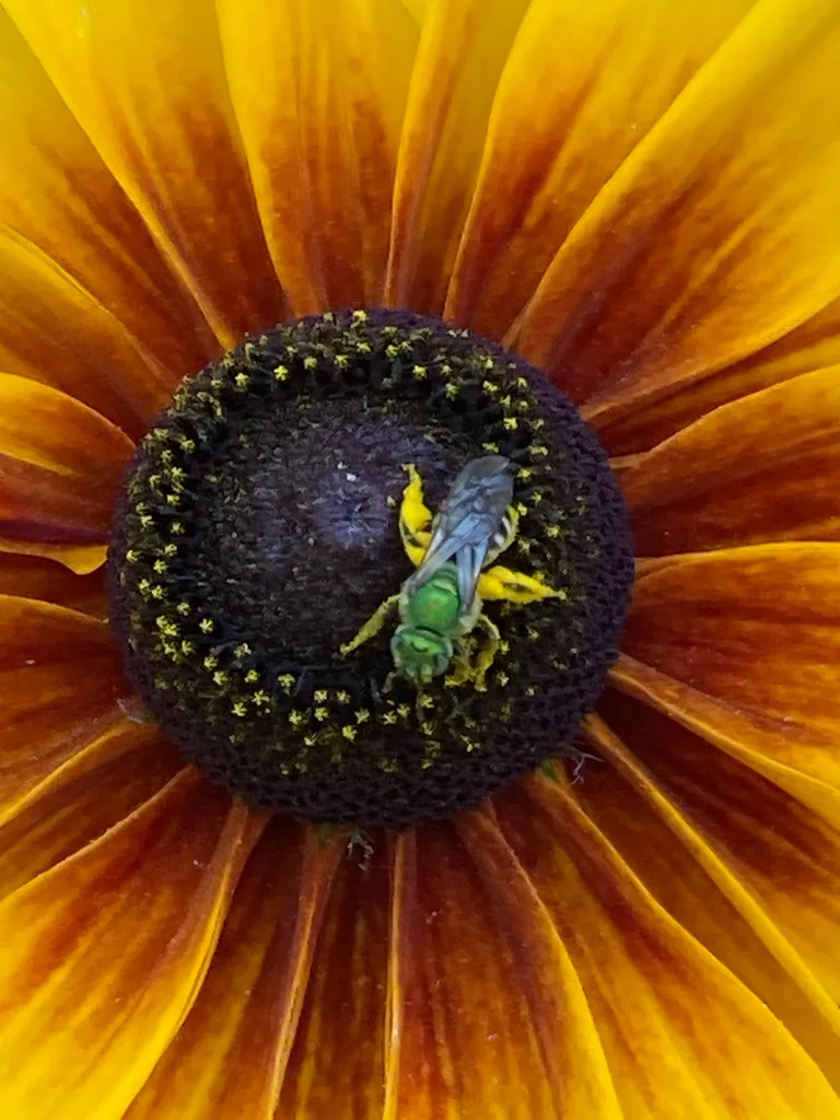 Green sweat bee foraging on a sunflower