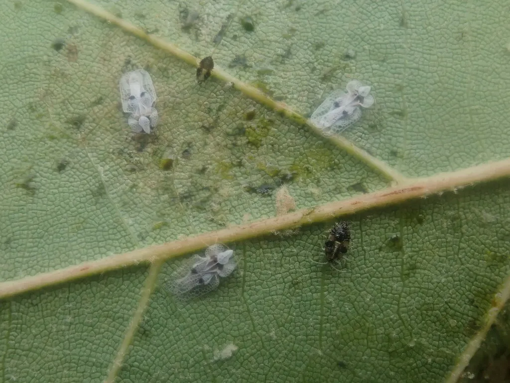 Sycamore lace bug nymphs with dark spiny bodies on leaf surface
