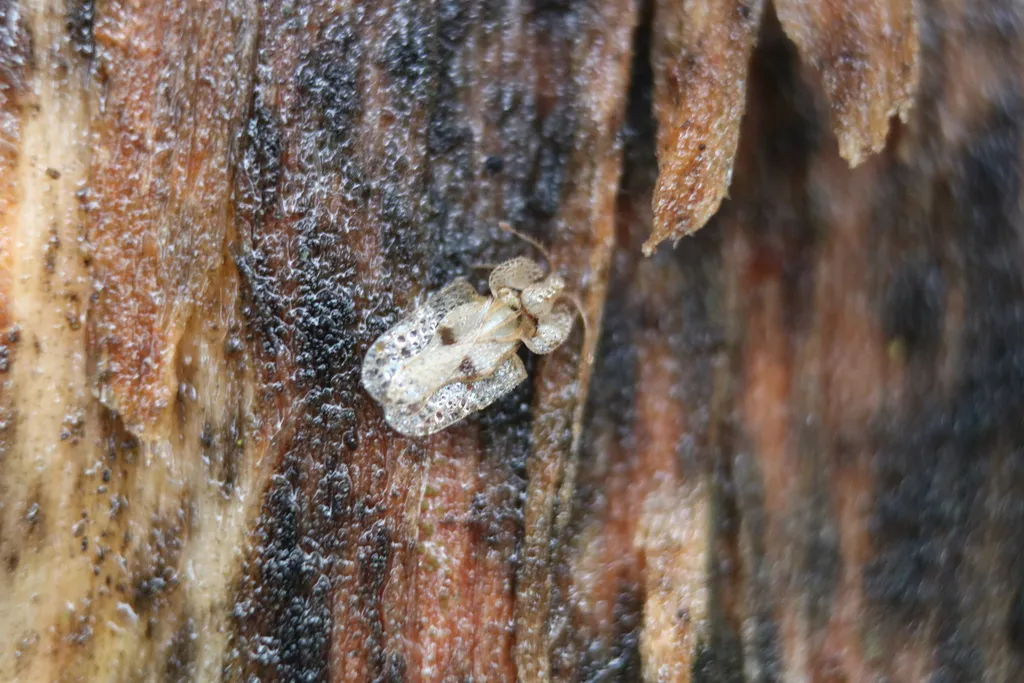 Sycamore lace bug resting on tree bark during overwintering