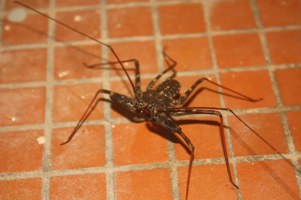 Tailless whip scorpion on a tile floor showing its full body and elongated legs