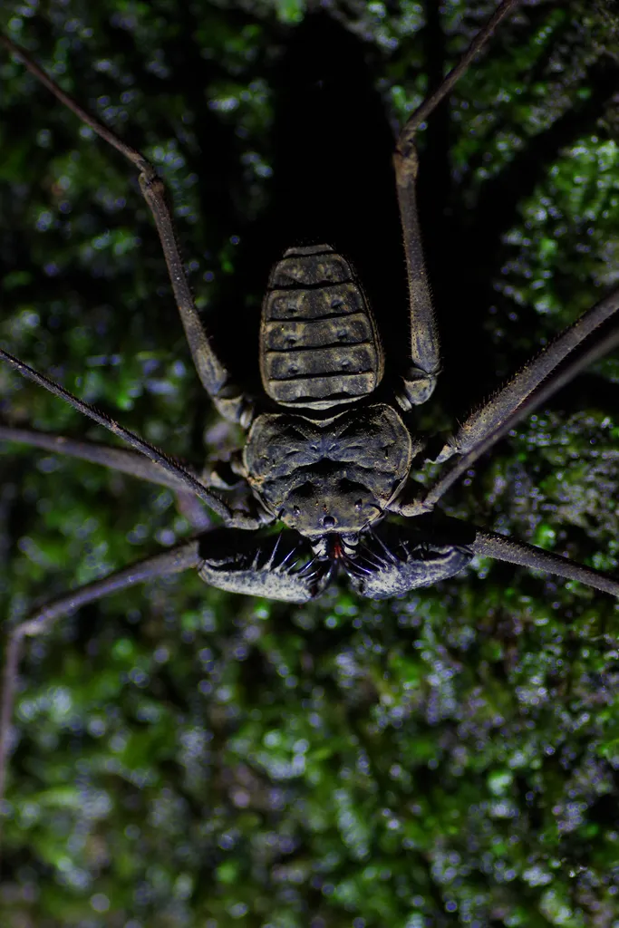 Dark tailless whip scorpion on a mossy surface displaying segmented abdomen and raptorial pedipalps