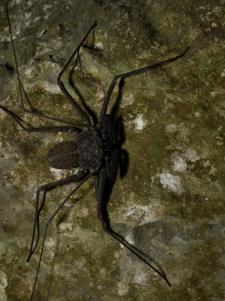 Tailless whip scorpion clinging to a rock face showing its dorsoventrally flattened body