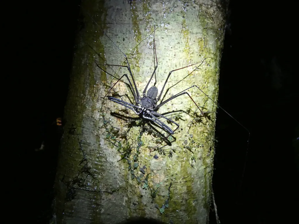 Tailless whip scorpion on tree bark in its natural nocturnal habitat
