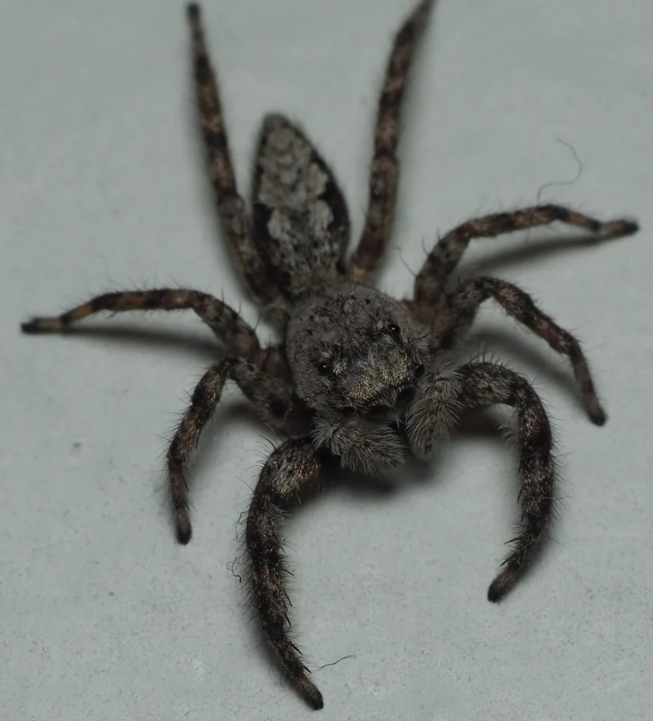 Tan jumping spider overhead view showing compact body and leg positioning typical of jumping spiders