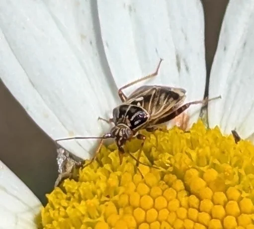 Close-up of tarnished plant bug on white daisy showing detailed wing pattern