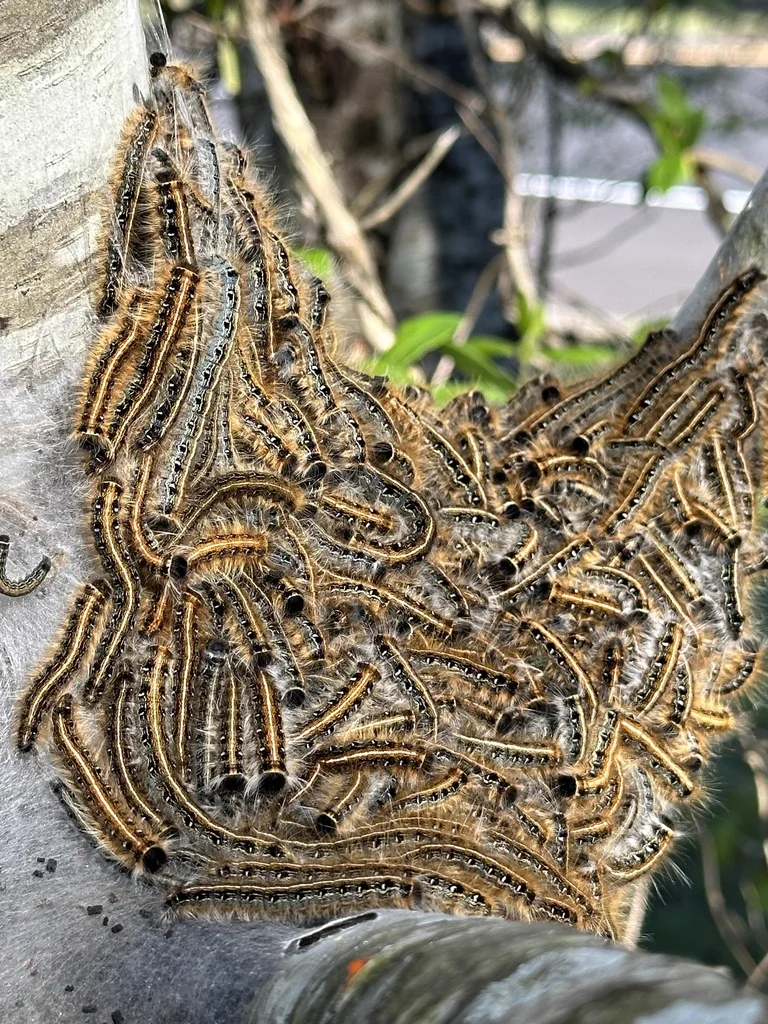 Colony of tent caterpillars gathered together on tree trunk