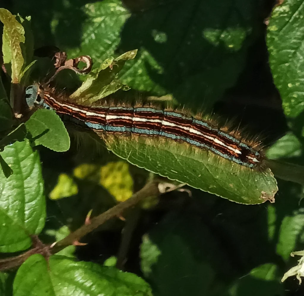 Tent caterpillar feeding on green foliage