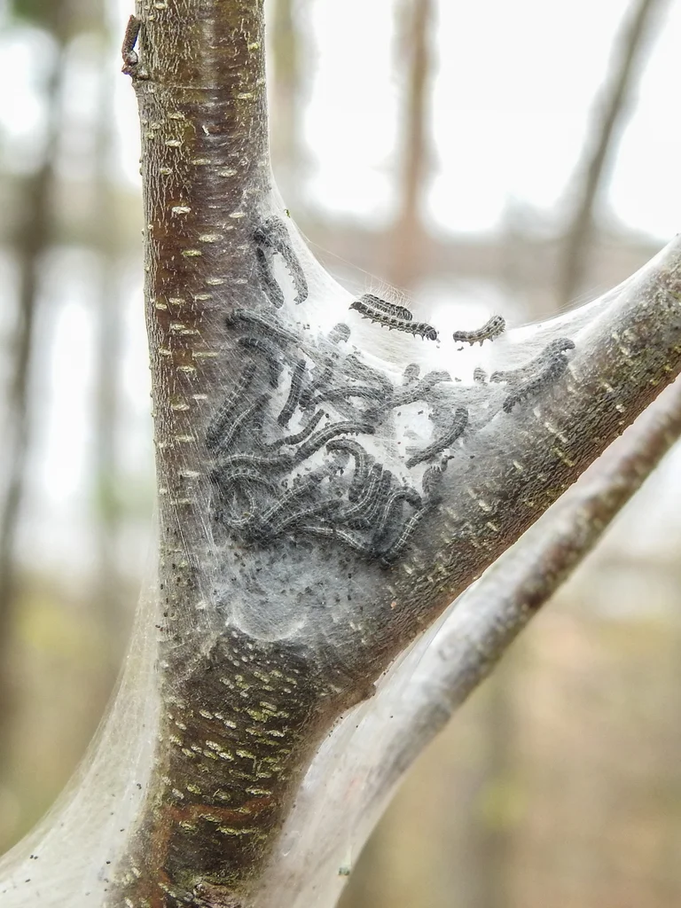 Tent caterpillar web structure in tree branch fork