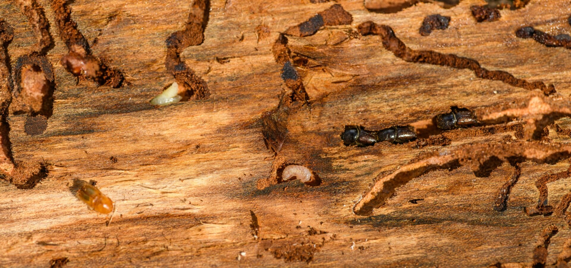 Termites photo 3