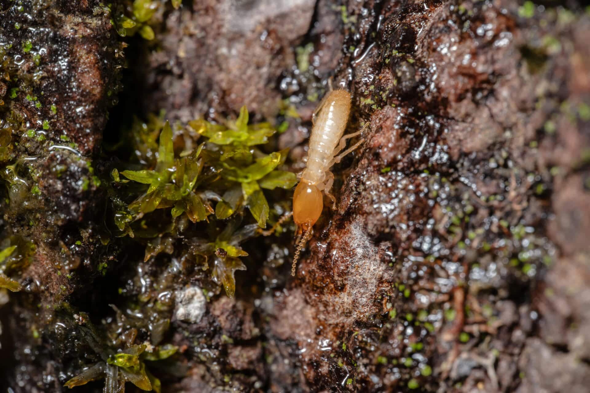 Termites photo 4