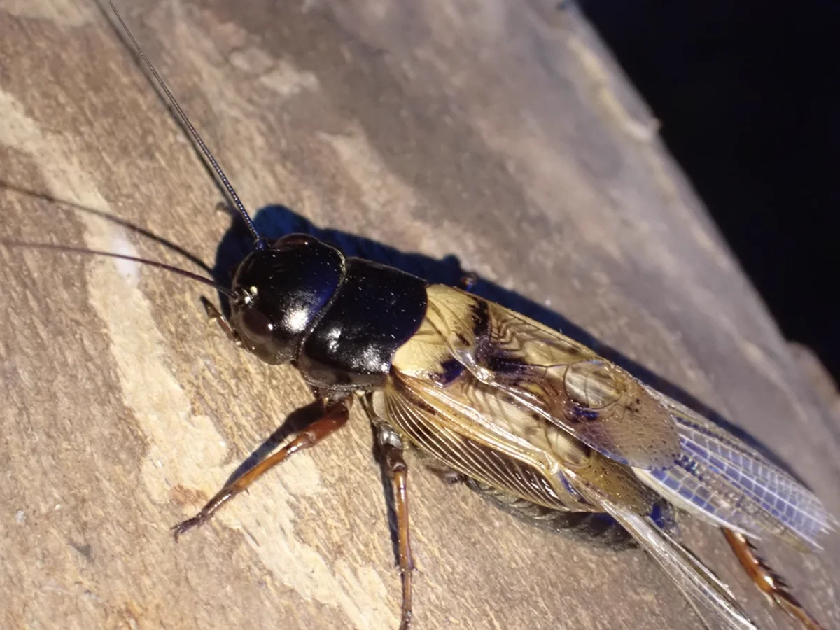 Close-up side view of a Texas field cricket showing its shiny black head and golden-brown wings