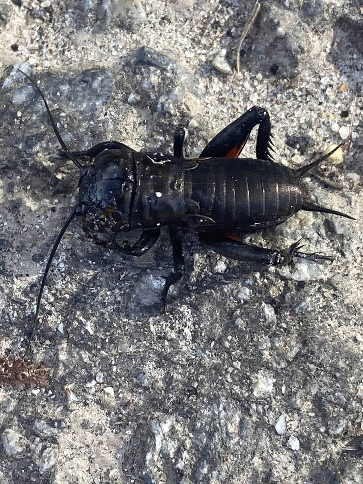 Black Texas field cricket on concrete surface with visible long cerci