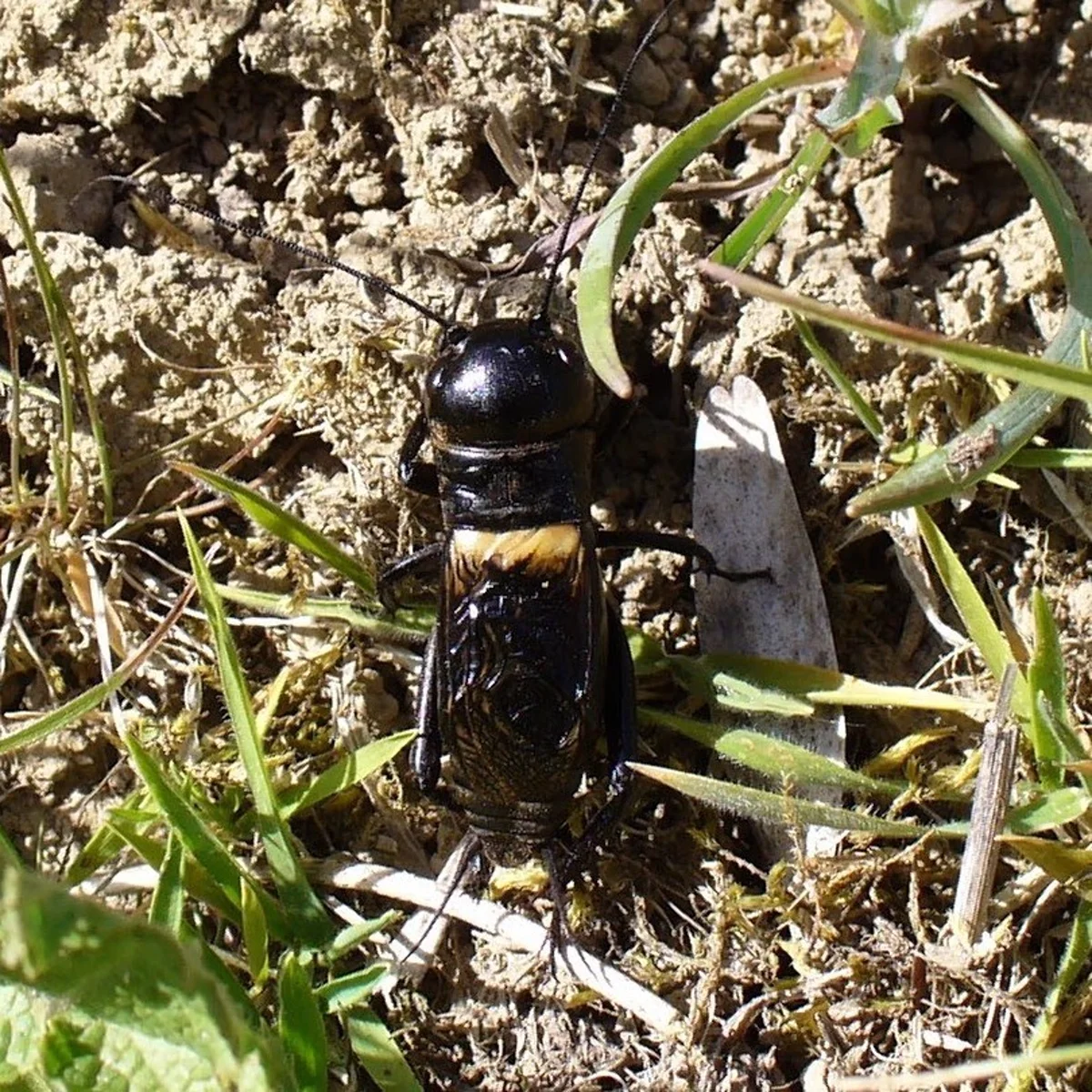 Texas field cricket in natural grassland habitat among soil and vegetation