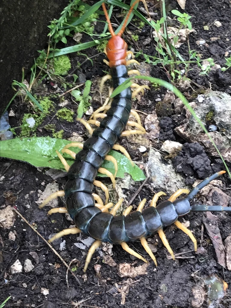 Close-up view of a Texas redheaded centipede showing red head and body segments