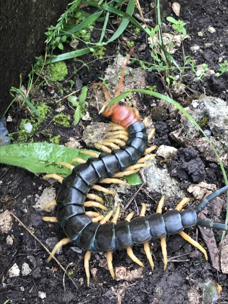 Texas redheaded centipede showing distinctive red head and black body with yellow legs in natural habitat