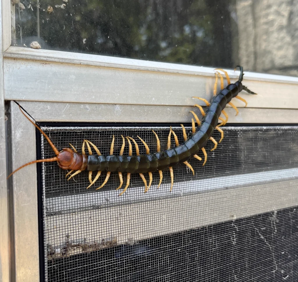 Texas redheaded centipede on a window screen near a home