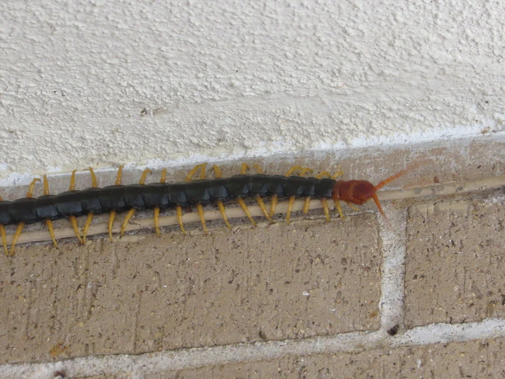 Texas redheaded centipede crawling along an exterior wall