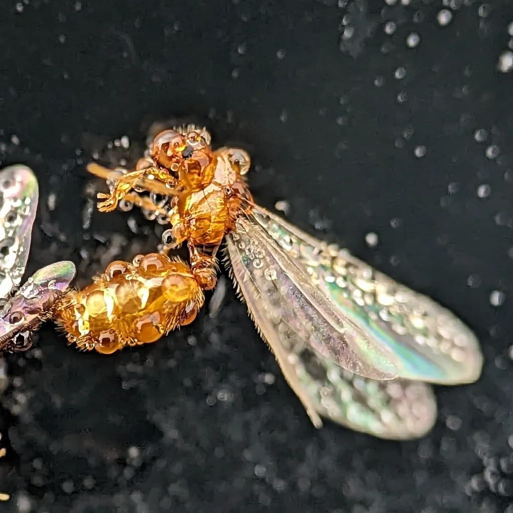 Detailed macro photograph of thief ant alates showing iridescent wings and golden-orange body coloration