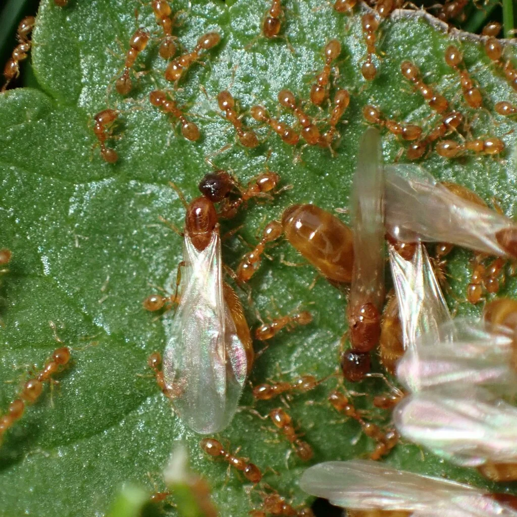 Thief ant colony with workers and winged alates gathered on a leaf surface