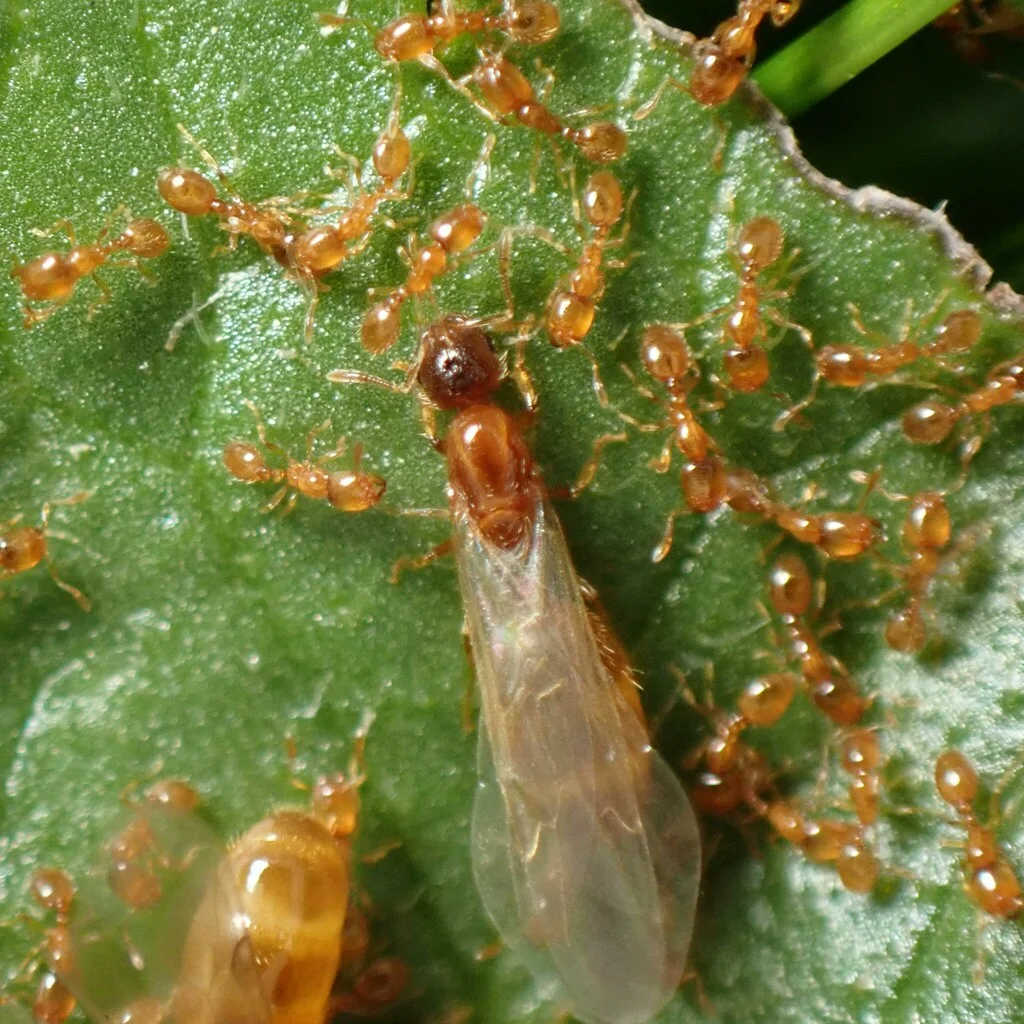 Thief ant worker foraging showing small size and light coloration