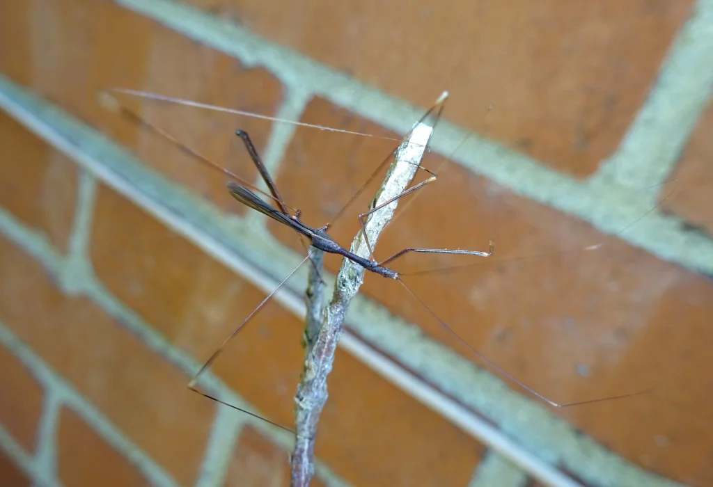 Thread-legged bug near a brick wall showing how they often appear around buildings