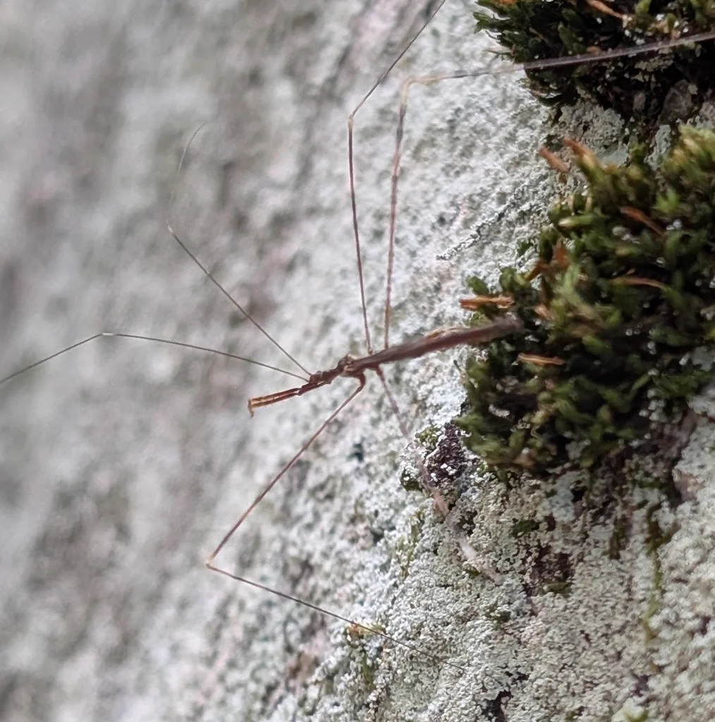 Thread-legged bug camouflaged on tree bark and lichen