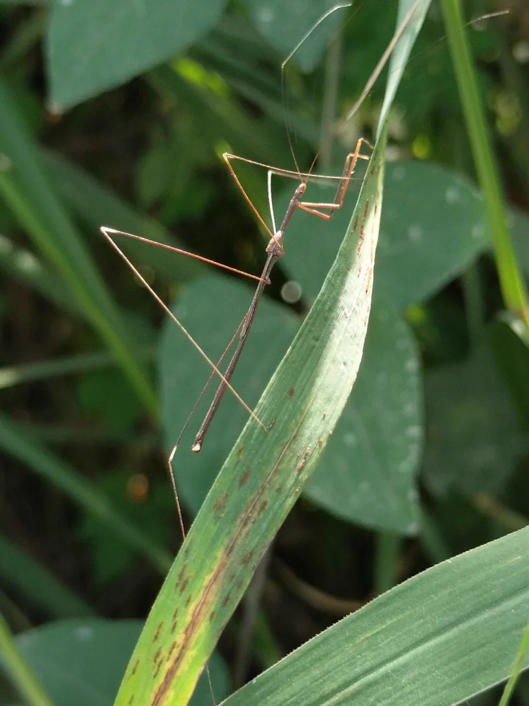 Thread-legged bug perched on vegetation displaying its characteristic elongated form