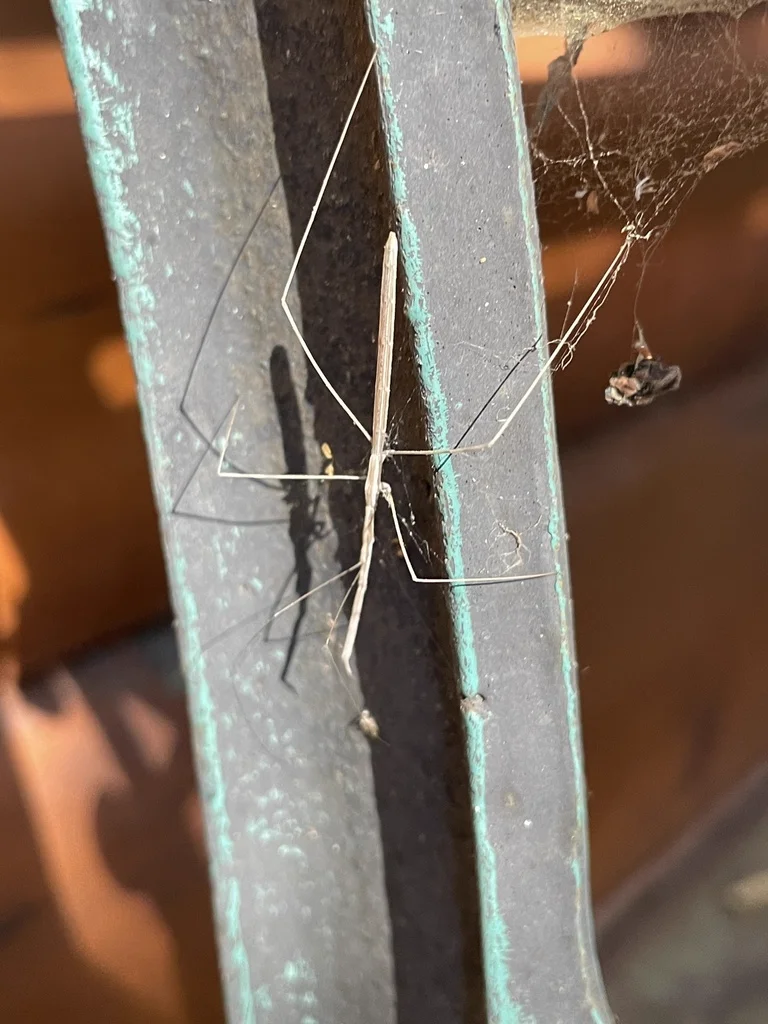 Thread-legged bug near spider webs where they often hunt