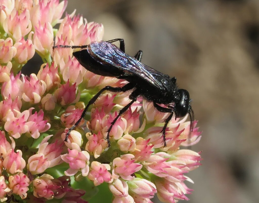 Thread Waisted Wasp Identification Thread Waisted Wasp Identification