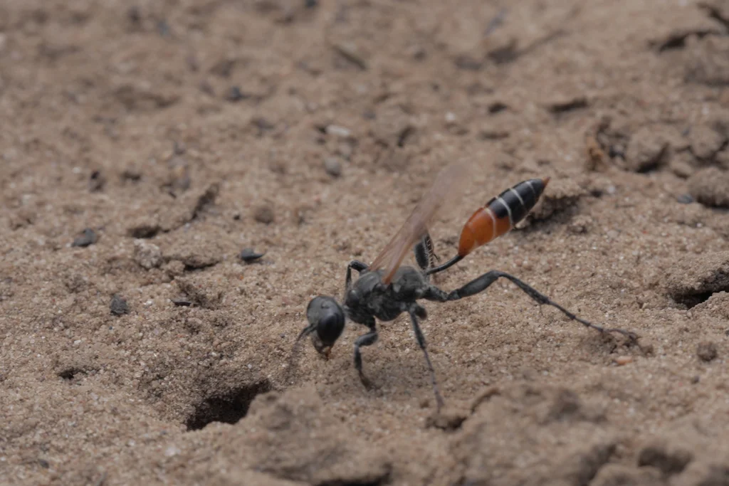 Black and orange thread-waisted wasp on sandy ground showing distinctive thin waist