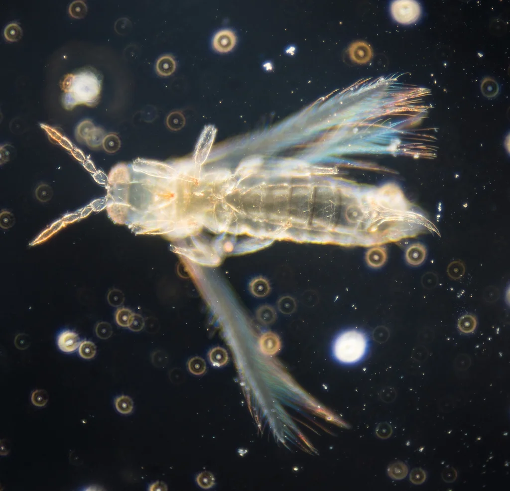 Microscope view of thrips showing characteristic fringed wings that give the order its name