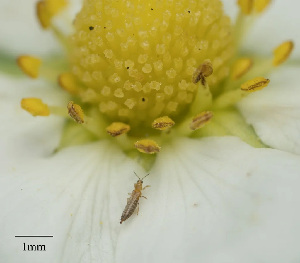 Thrips feeding on flower showing natural habitat and relative size