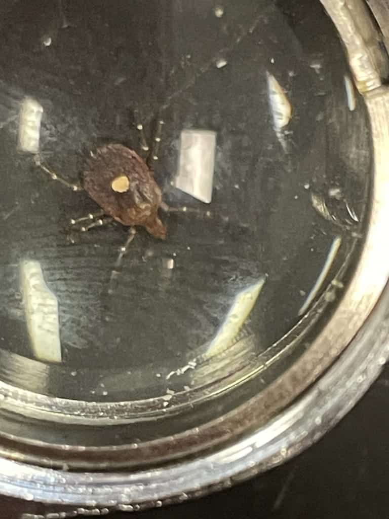 Close-up of a tick