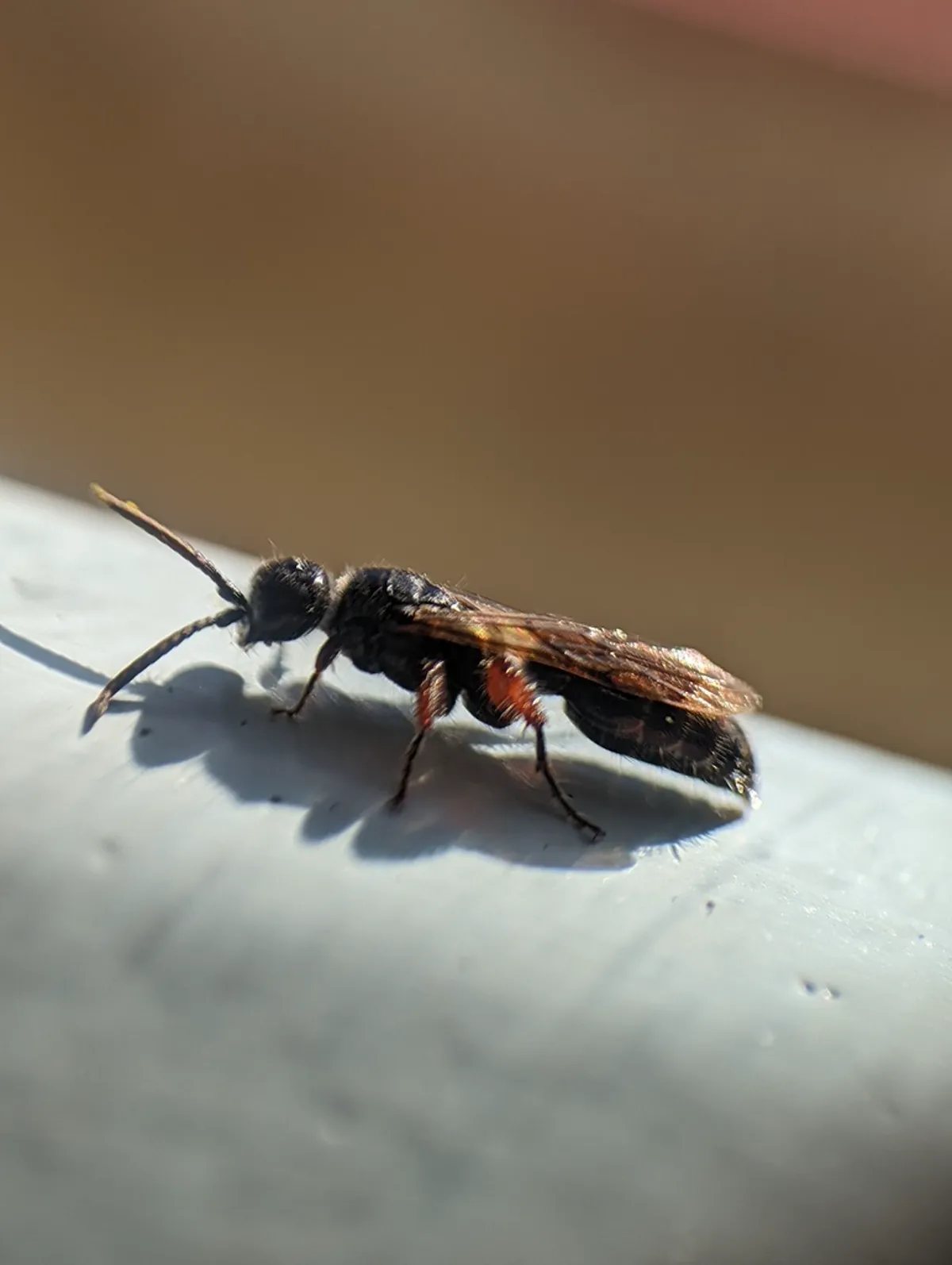 Tiphiid wasp perched on a ledge showing shiny black body with reddish-brown legs
