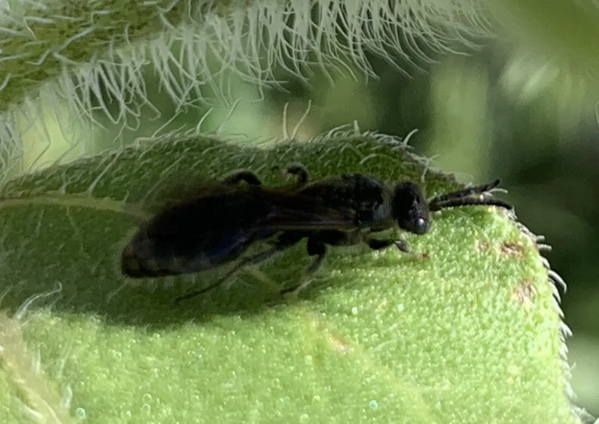 Tiphiid wasp on a green leaf showing side profile and dark coloring