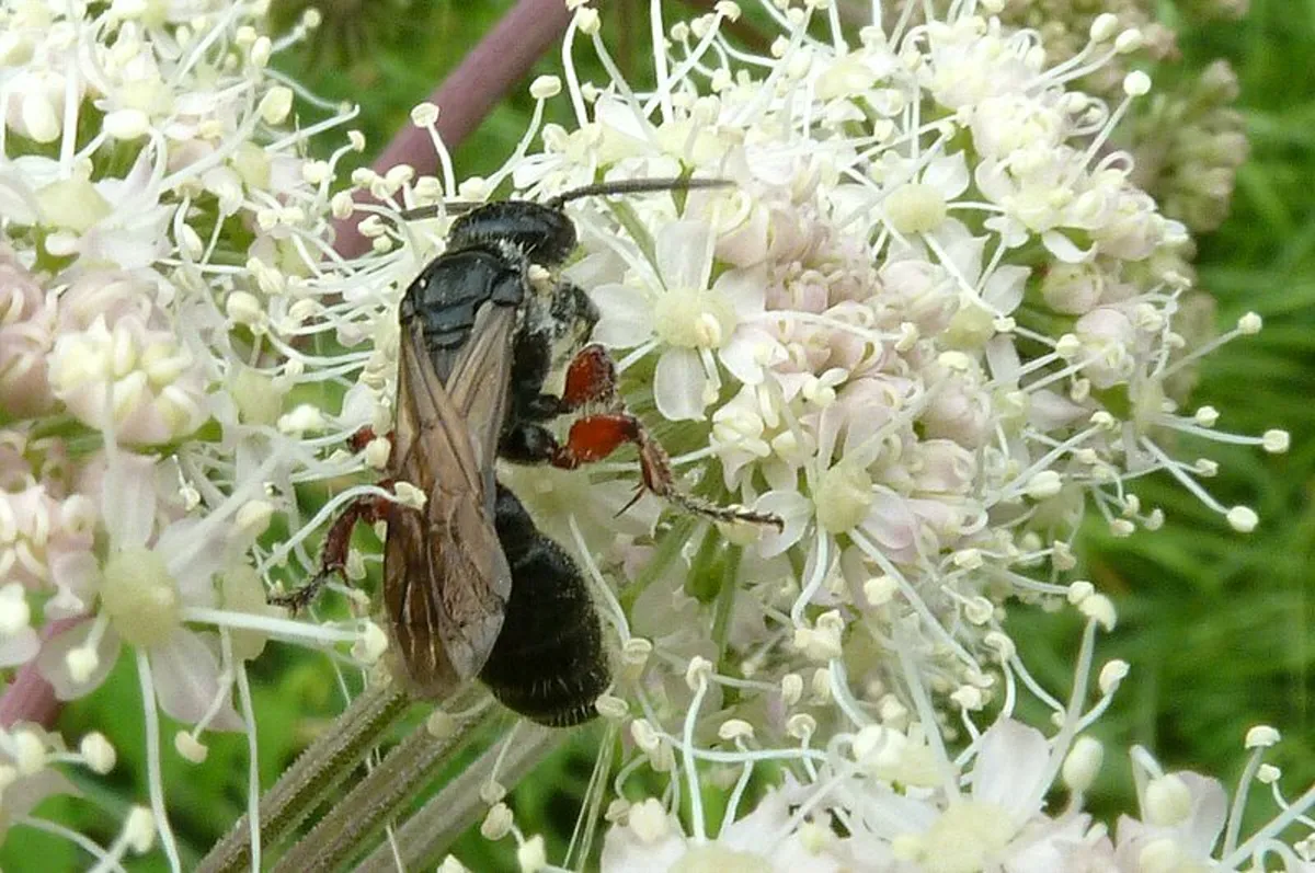 Tiphiid wasp feeding on white flower umbel showing reddish-brown legs and dark wings
