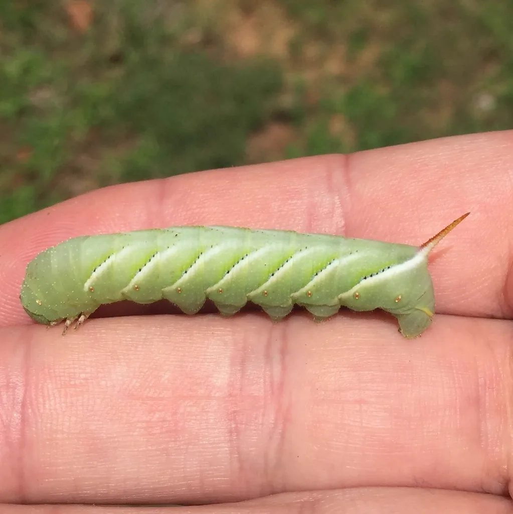 Young tobacco hornworm larva held in hand for size comparison