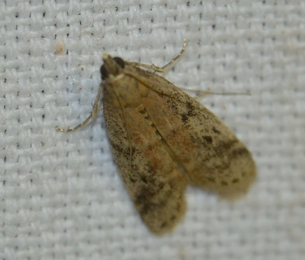 Top-down view of tobacco moth showing wing spread and coloration