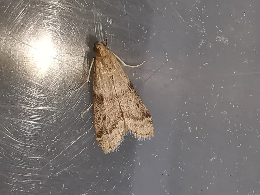 Tobacco moth close-up highlighting its mottled wing pattern