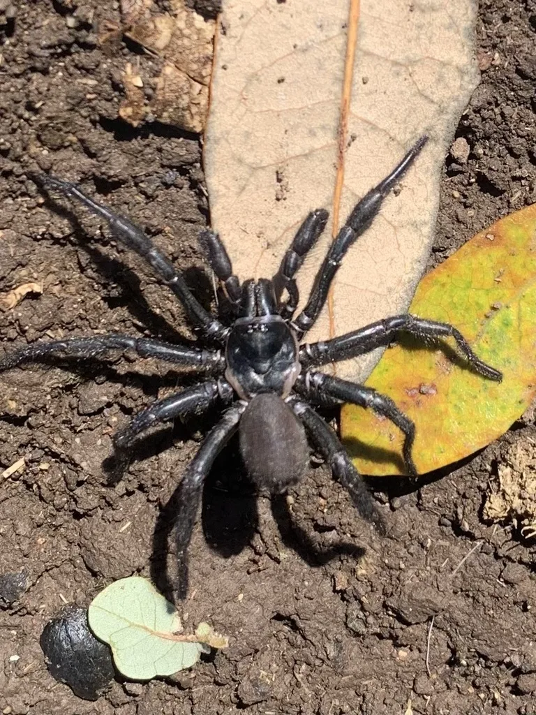 Trapdoor spider on bare soil showing dark coloration and robust body