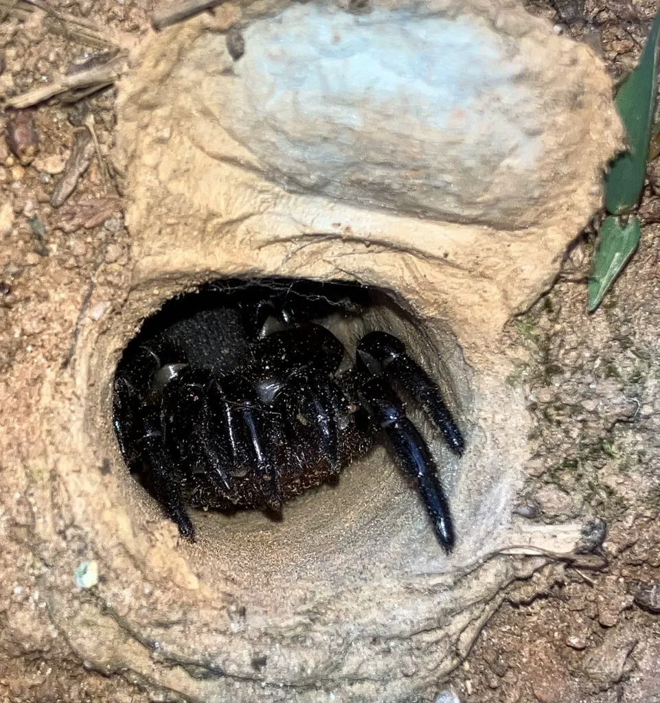 Trapdoor spider retreating into its silk-lined burrow entrance