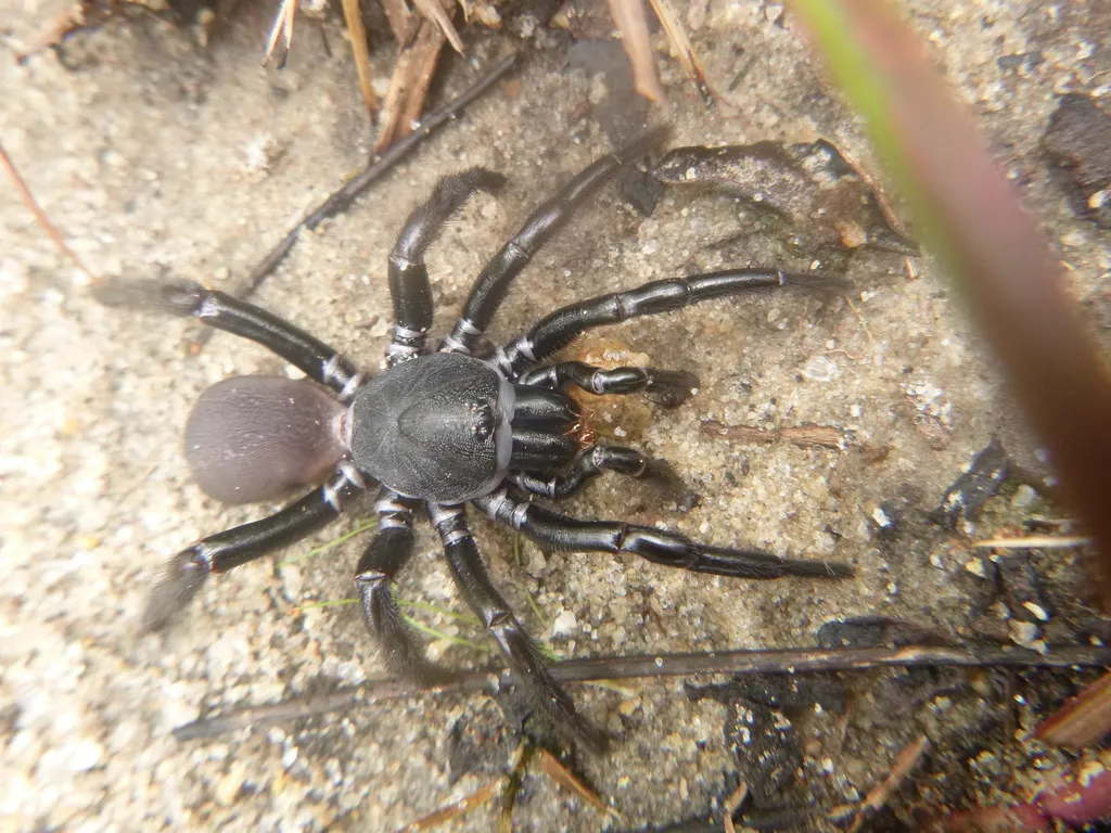 Close-up of a trapdoor spider showing glossy dark body and thick front legs