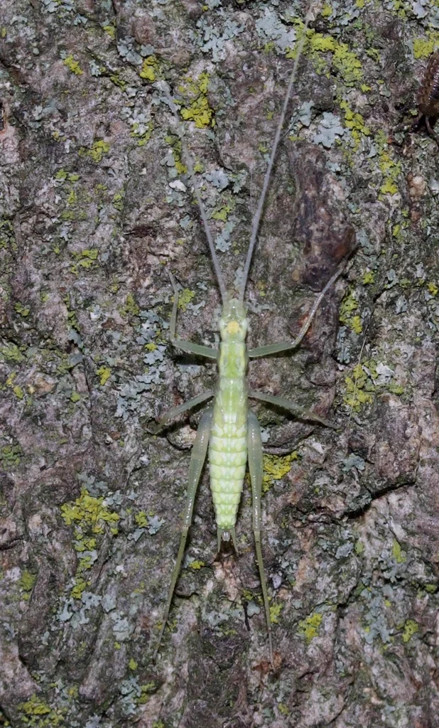 Tree cricket camouflaged on lichen-covered tree bark